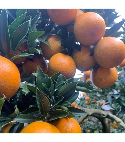 Amazon.co.jp: 奄美大島のジューシーな完熟たんかん 10Kg 高糖度10.5